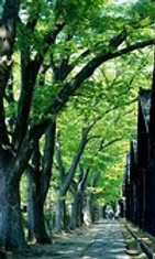 Nature path symbolizing personal growth and new beginnings